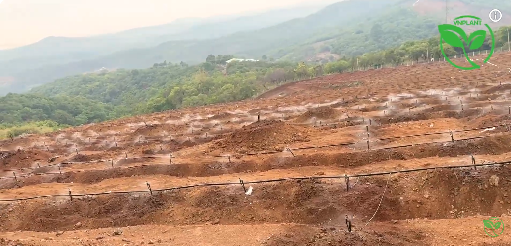 bec tuoi vp39 dong loat phun nuoc